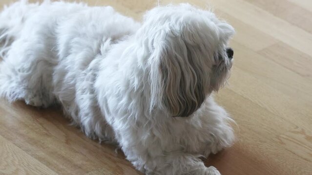 Ein aufmerksamer Maltipoo Hund liegt auf einem gemütlichen Holzfußboden im Wohnzimmer.