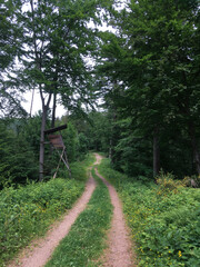Siedigkopfweg durch den Wald in Gengenbach in Richtung Lothar Denkmal