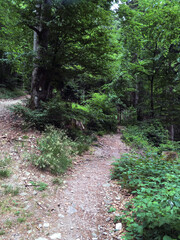 Siedigkopfweg durch den Wald in Gengenbach in Richtung Lothar Denkmal