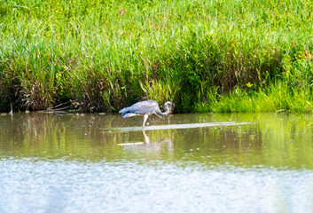 Great blue heron