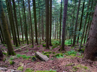 Siedigkopfweg durch den Wald in Gengenbach in Richtung Lothar Denkmal