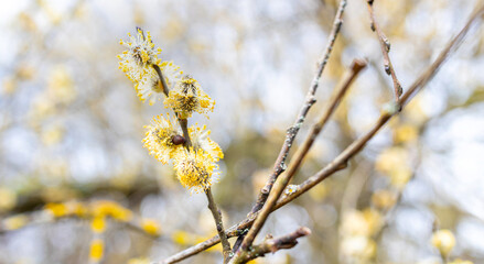 s spring flower blur panorama