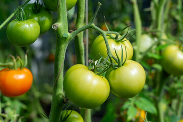 Several unripe green tomatoes clustered together on a lush tomato plant in a garden