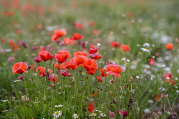 Field of red poppies in bright evening light. Poppies in the field at sunset.
