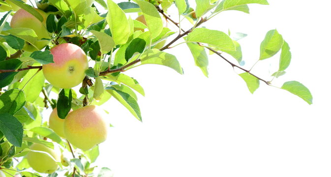 Ripe yellow-red apples on an apple tree - apple orchards in South Tyrol shortly before the apple harvest