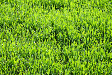 Green young grass filled frame. World environment day. Spring pattern.