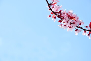 Ornamental cherry blossoms in front of blue sky - background