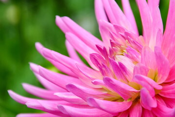 Dahlia - Autumn Flower in Pink