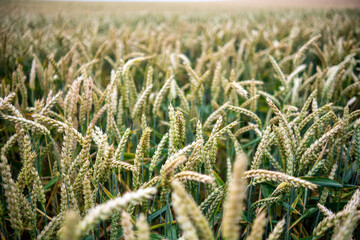 Juicy fresh ears of young green wheat on nature in spring summer field close-up of macro. Green Wheat field blowing in the rural Indian fields. Germany.