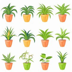 Fototapeta na wymiar Spider Plant (Chlorophytum comosum), Pot Plant Flat Icon Set, Chlorophytum Plant Flat Design