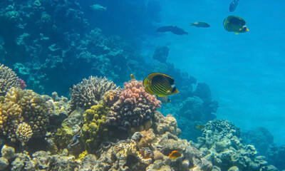 Yellow Chaetodon fasciatus or Diagonal butterflyfish in the expanses of the coral reef of the Red Sea background.