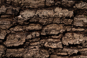 Rough Tree Bark showing detailed Texture