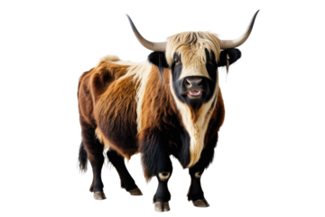 Full body portrait of a jovial yak, isolated against a stark white backdrop, captured in high-quality stock photography, real, naturalistic, defined contours, perfectly centered, sharp contrast