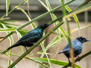 Naklejka premium The Cape starling, red-shouldered glossy-starling or Cape glossy starling (Lamprotornis nitens)