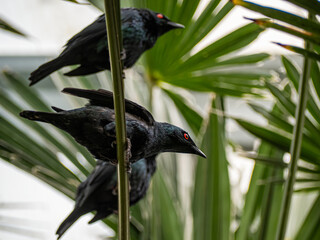 Fototapeta premium The Cape starling, red-shouldered glossy-starling or Cape glossy starling (Lamprotornis nitens)