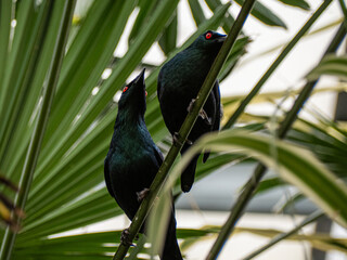 Fototapeta premium The Cape starling, red-shouldered glossy-starling or Cape glossy starling (Lamprotornis nitens)