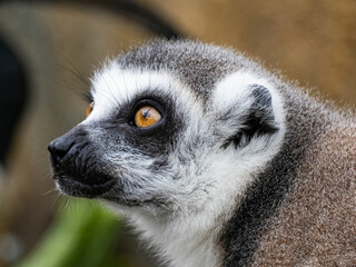 Fototapeta premium Portrait of a beautiful Lemur catta. Animal close-up. Primate species from Madagascar.