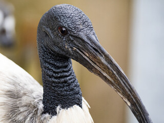 Australian White Ibis. (Threskiornis molucca) with white plumage with a bare, black head, long down curved bill and black legs. Close up