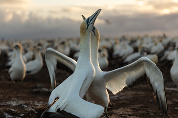 Paired gannets rubbing their beaks and necks together, preening and bowing to each other - obrazy, fototapety, plakaty