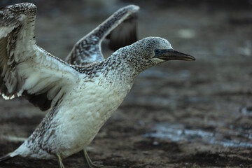 Gannet chick testing its wings, practicing flying on the ground - obrazy, fototapety, plakaty