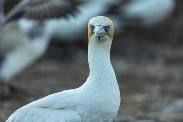 Gannet portrait at Cape Kidnappers in New Zealand
