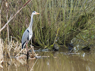 Wild Grey Heron standing alone near a lake in the reed beds