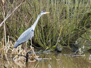 Wild Grey Heron standing alone near a lake in the reed beds
