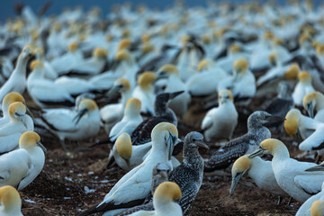 Gannet colony at dawn with chicks and adult gannets - obrazy, fototapety, plakaty