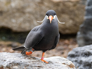 Inca Tern (larosterna inca) Close-up photo. Unusual sea bird with white mustache.