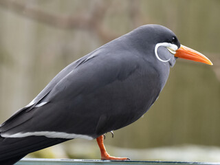 Inca Tern (larosterna inca) Close-up photo. Unusual sea bird with white mustache.