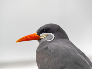 Inca Tern (larosterna inca) Close-up photo. Unusual sea bird with white mustache.