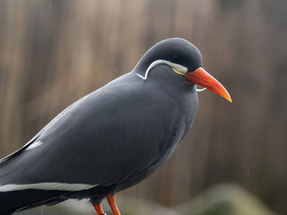 Inca Tern (larosterna inca) Close-up photo. Unusual sea bird with white mustache.