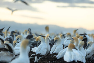 Gannets gathering on a cliff at the beach at sunrise 