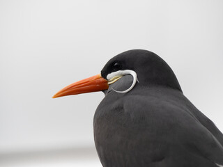 Inca Tern (larosterna inca) Close-up photo. Unusual sea bird with white mustache.