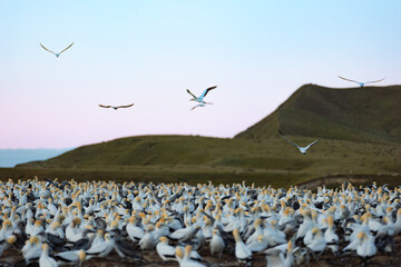 Large Gannet colony on the cliffs at Cape Kidnappers, New Zealand - obrazy, fototapety, plakaty