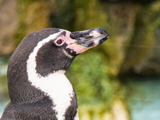 Naklejka premium Humboldt Penguin - Spheniscus humboldti. Portrait of an African penguin against a blurry background of vegetation and sand dunes.