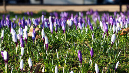 lots of little purple crocuses in the early morning. holiday postcard . calendar
