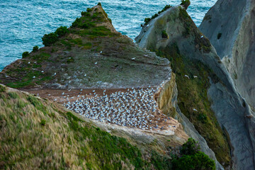 Gannet colony gathering on a cliff at the beach in Hawke's Bay, NZ - obrazy, fototapety, plakaty