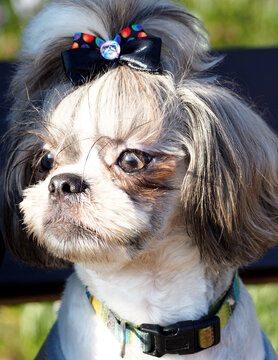 close-up of the muzzle of a dog of the Shih Tzu breed with brown eyes and a black tail. a bow on the head, and a short haircut. beautiful pet