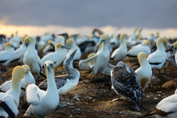 Gannet colony gathering on a cliff at sunrise, Cape Kidnappers, NZ - obrazy, fototapety, plakaty