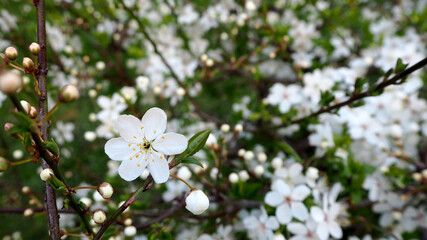 blossoming tree with white small flowers. April calendar, poster. spring time