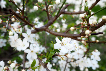 white small flowers on a tree. April spring. blossoming apple tree