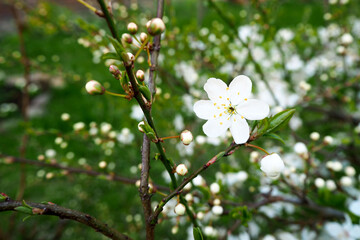 close up white small flowers on a tree on a green leaves background. April spring. blooming apple tree. copy space. calendar