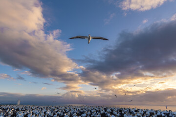 Gannet flying over a gannet colony at sunrise - obrazy, fototapety, plakaty