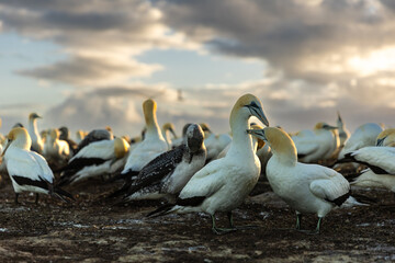 Gannet couple preening with the sunrise in the background - obrazy, fototapety, plakaty