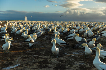 Huge Gannet colony on the cliffs at Cape Kidnappers, Hawke's Bay, New Zealand - obrazy, fototapety, plakaty