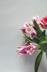 Pink Fringed Tulips