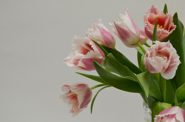 Pink Fringed Tulips
