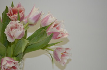 Pink Fringed Tulips