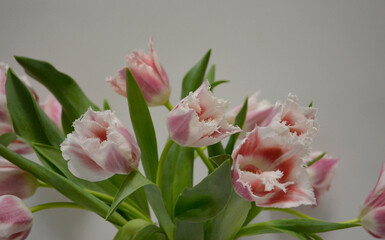 Obraz premium Pink Fringed Tulips